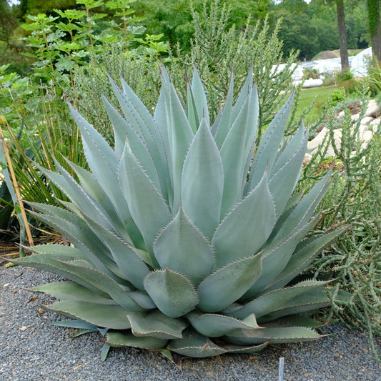 Image of Agave x ovatispina 'Blue Arrows' taken at Juniper Level Botanic Gdn, NC by JLBG