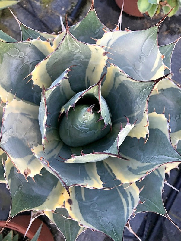 Learn about Agave parrasana 'Impressionist' | Impressionist