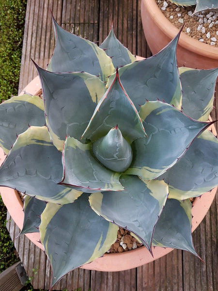 Image of Agave parrasana 'Sea Star' taken at van Dort Garden, NL by Stef van Dort