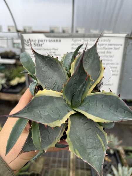 Image of Agave parrasana 'Sea Star'