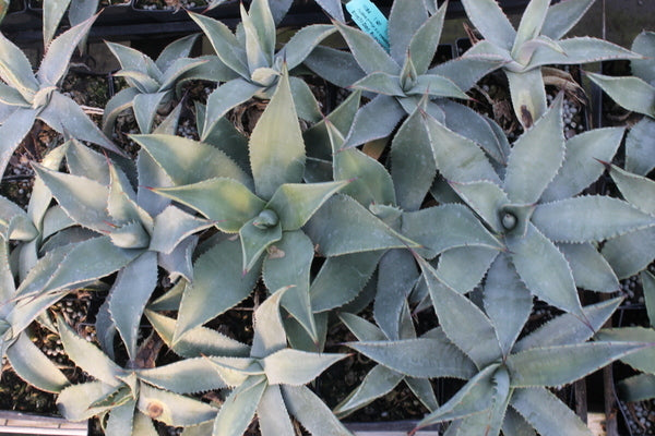 agave parryi parryi Agave parryi