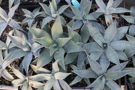 Image of Agave x parryantha Yavapai Co, AZ (parryi x chrysantha) taken at Juniper Level Botanic Gdn, NC by JLBG