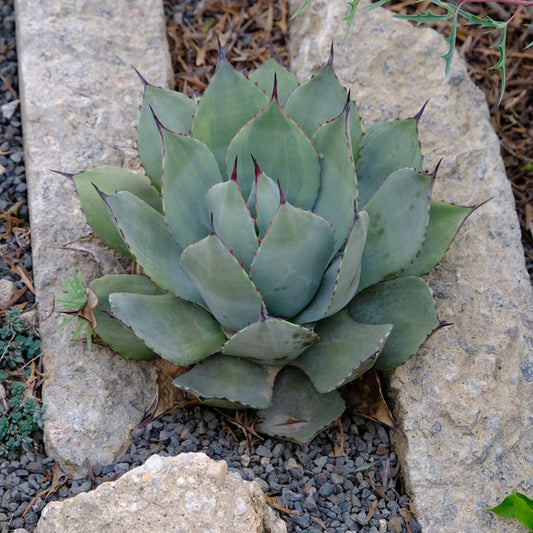 Image of Agave parryi 'Border Guard' taken at Juniper Level Botanic Gdn, NC by JLBG
