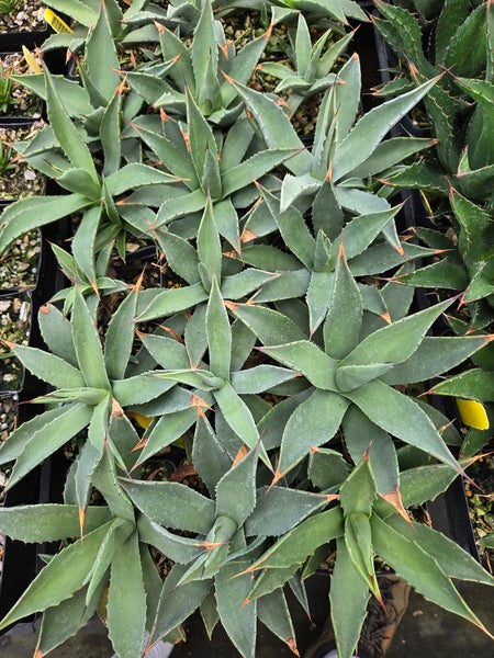 Image of Agave parryi CEH 2248 taken at Juniper Level Botanic Gdn, NC by JLBG