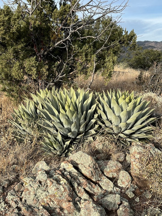 Image of Agave parryi 'Giant Grantkids' taken at In Situ Gila National Forest by D. Salman