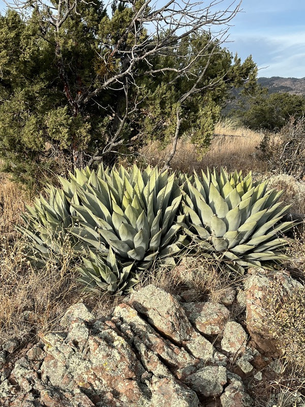 Agave parryi Giant Grantkids