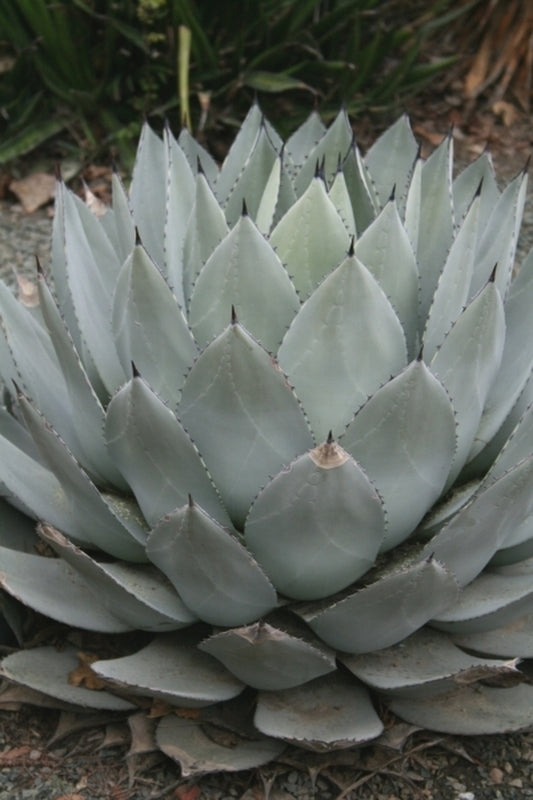 Image of Agave parryi 'J.C. Raulston' taken at J.C. Raulston Arboretum, NC