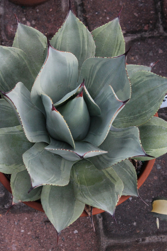 Image of Agave parryi 'J.C.'s Shadow' taken at Juniper Level Botanic Gdn, NC by JLBG