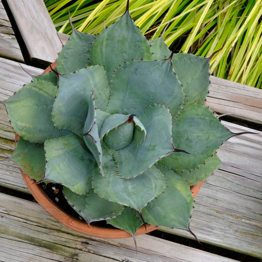 Image of Agave parryi ssp. huachucensis 'Desert Delight' taken at Juniper Level Botanic Gdn, NC by JLBG