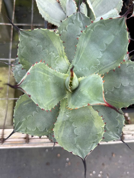 Image of Agave parryi ssp. huachucensis 'Desert Delight'