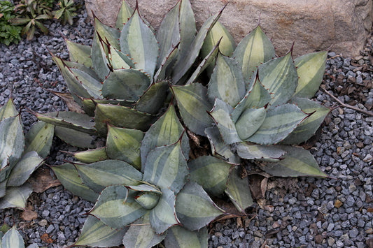 Image of Agave parryi ssp. huachucensis 'Excelsior' taken at Juniper Level Botanic Gdn, NC by JLBG