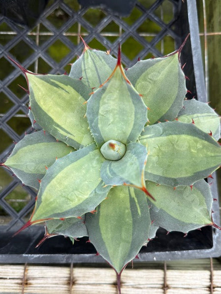 Image of Agave parryi ssp. huachucensis 'Excelsior'