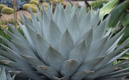 Image of Agave parryi ssp. huachucensis 'Wakefield' taken at Huntington Gdn, CA