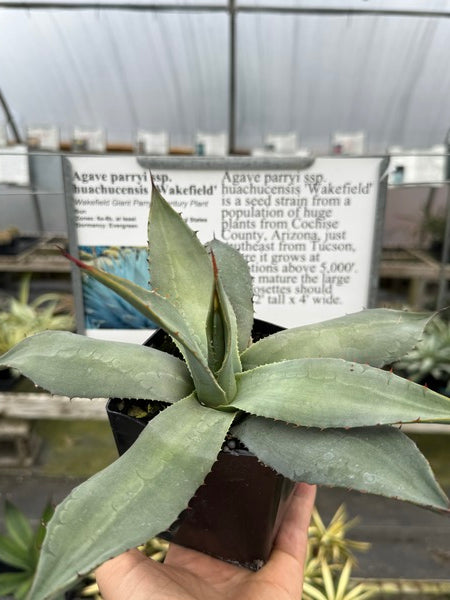 Image of Agave parryi ssp. huachucensis 'Wakefield'