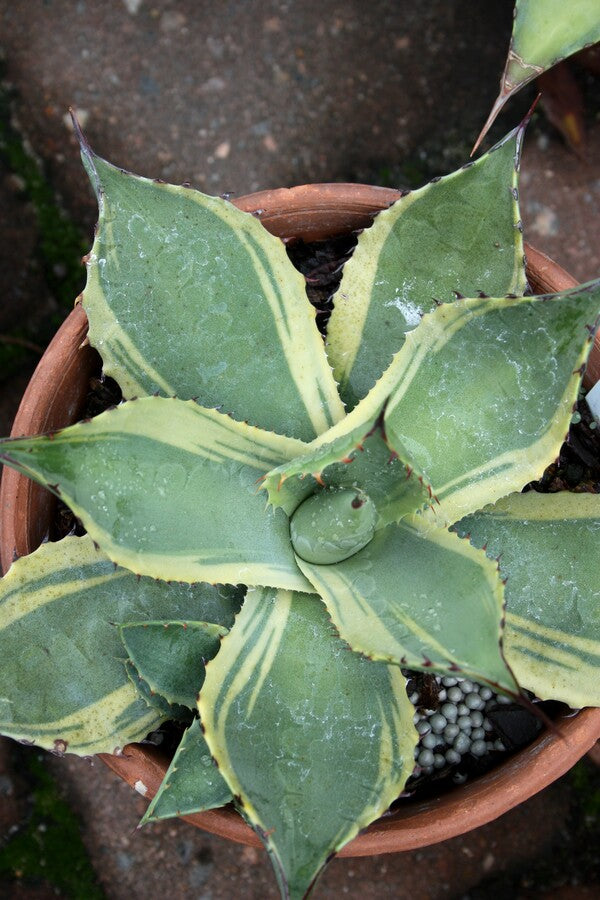 Agave parryi ssp parryi Lucky Stripe