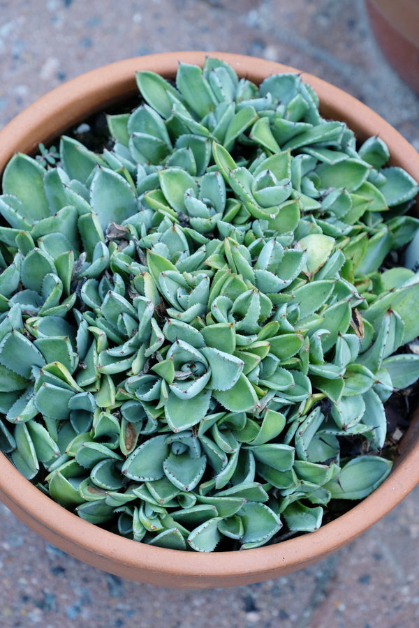 Agave parryi ssp truncata Bed of Nails