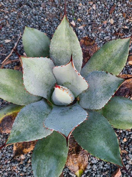 Image of Agave parryi ssp. truncata 'Gentry's Blue' taken at Juniper Level Botanic Gdn, NC by JLBG