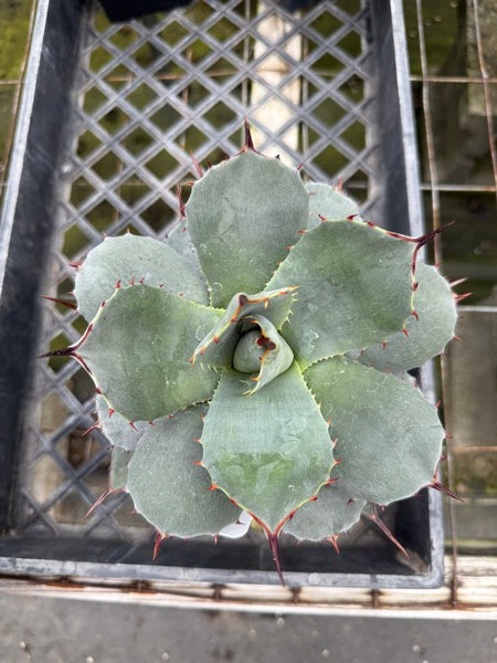 Image of Agave parryi ssp. truncata 'Gentry's Blue'