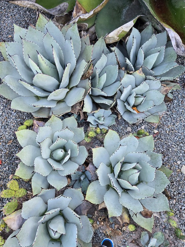 Agave parryi ssp. truncata 'Hardy Boyz' Century plant
