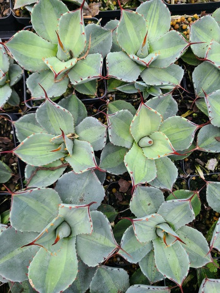 Image of Agave parryi ssp. truncata 'Jackpot' taken at Juniper Level Botanic Gdn, NC by JLBG