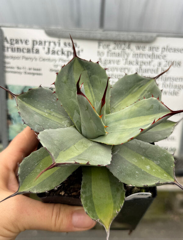 Image of Agave parryi ssp. truncata 'Jackpot'