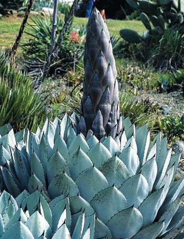 Image of Agave parryi ssp. truncata taken at M. McPhetters Gdn, CA
