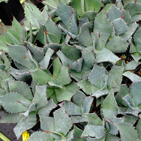 Image of Agave x parryspina taken at Juniper Level Botanic Gdn, NC by JLBG