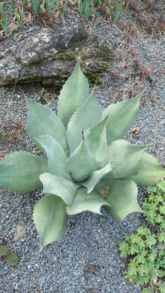 Image of Agave x parryspina taken at Juniper Level Botanic Gdn, NC by JLBG