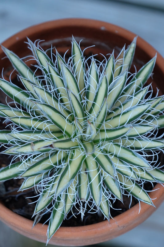 Image of Agave parviflora 'Pin Up Girl' taken at Juniper Level Botanic Gdn, NC by JLBG