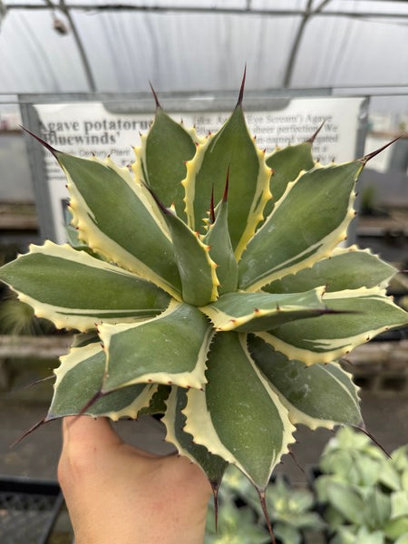 Image of Agave potatorum 'Bluewinds'