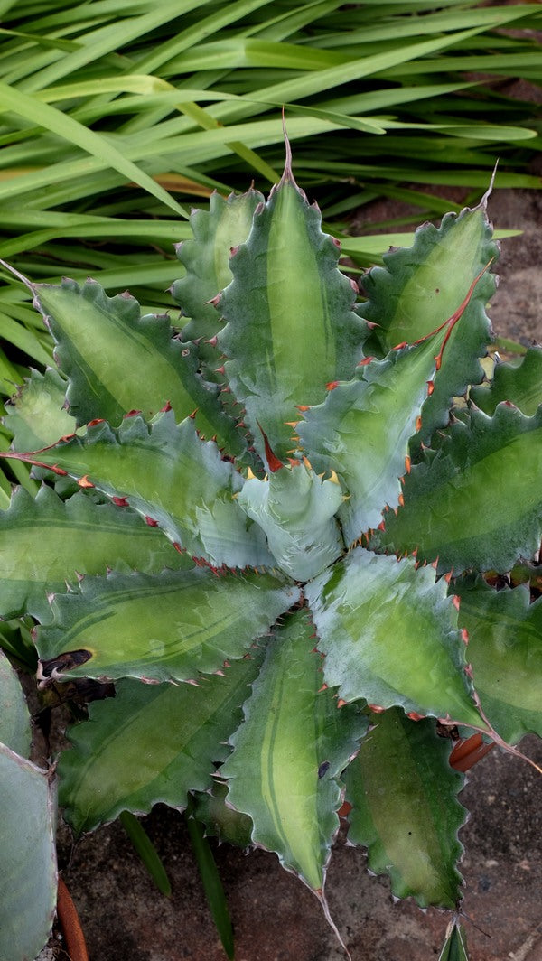 アガベ　ポタトラム　グローライト Agave potatorum Glow Light | Glow Light Century Plant