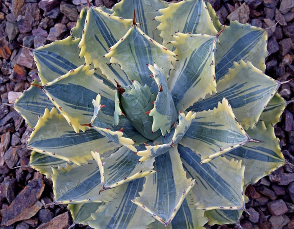 Image of Agave potatorum 'Ikari Raijin Nishiki' taken at K. Griffin Gdn, CA