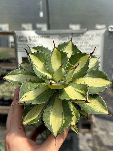 Image of Agave potatorum 'South Pole'