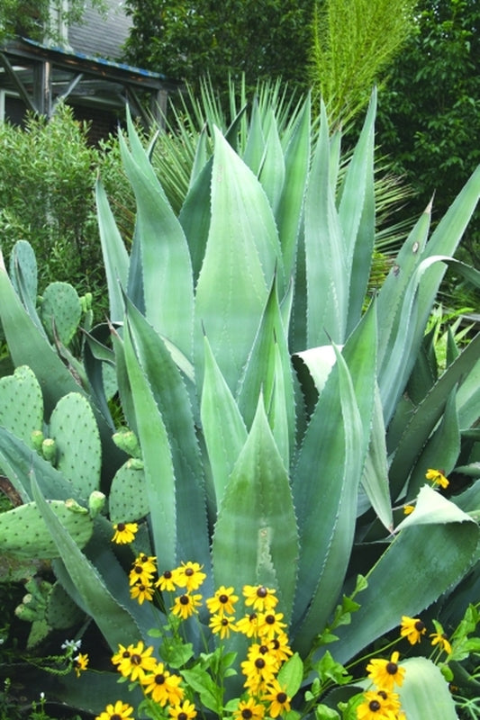 Image of Agave x protamericana 'Blue Steel' taken at Juniper Level Botanic Gdn, NC by JLBG