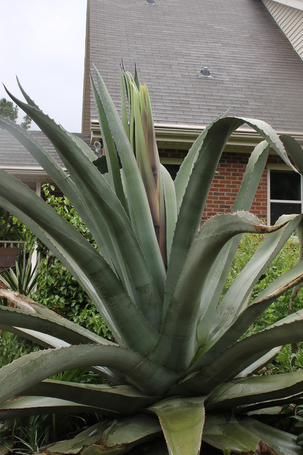 Agave protamericana Grey Gator