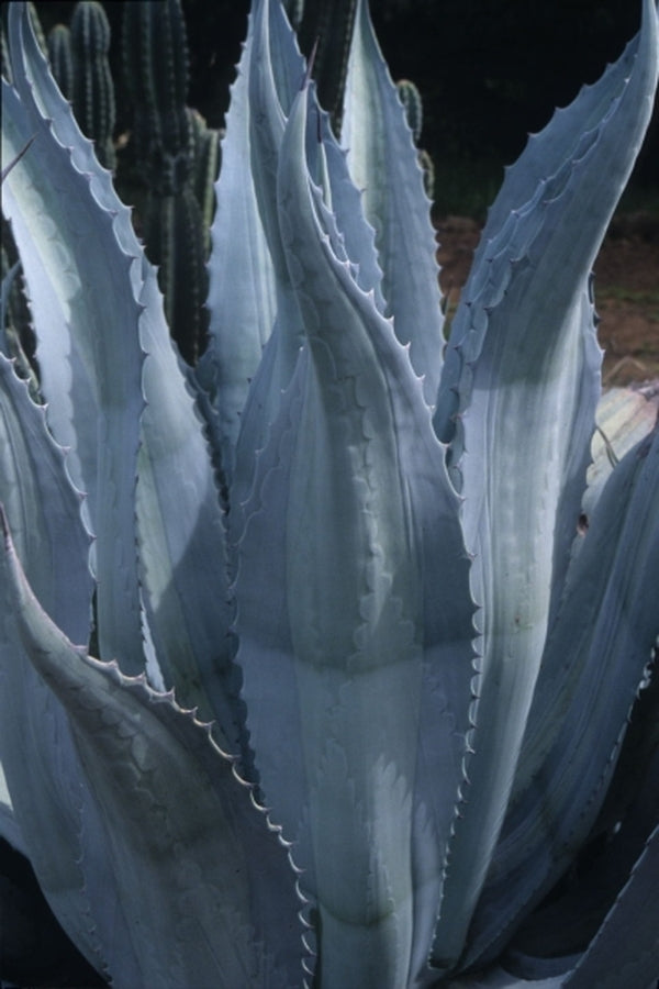 Image of Agave x protamericana 'Lemon Lime' taken at M. McPhetters Gdn, CA