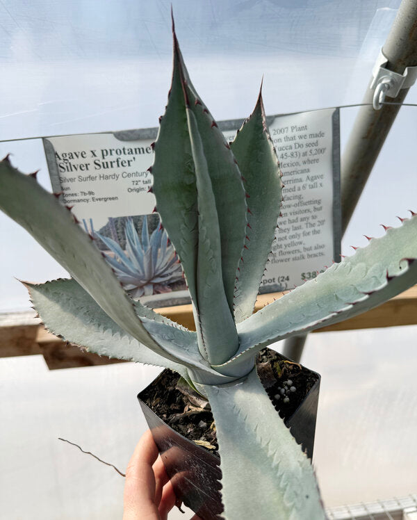 Image of Agave x protamericana 'Silver Surfer'