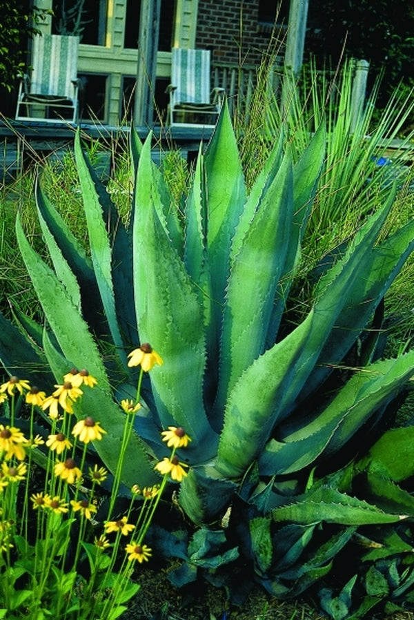 Image of Agave x protamericana taken at Juniper Level Botanic Gdn, NC by JLBG