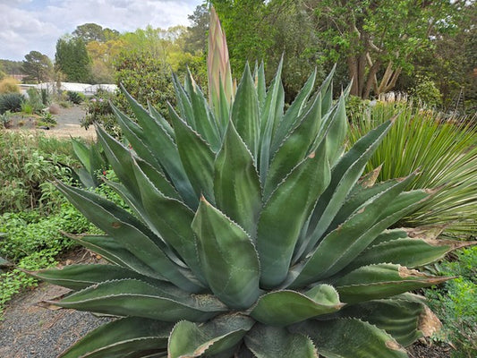 Image of Agave x protifolia 'Brontosaurus' taken at Juniper Level Botanic Gdn, NC by JLBG