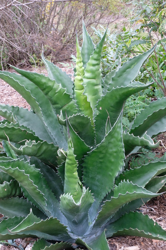 Image of Agave x pseudoferox 'Bellville' taken at Juniper Level Botanic Gdn, NC by JLBG
