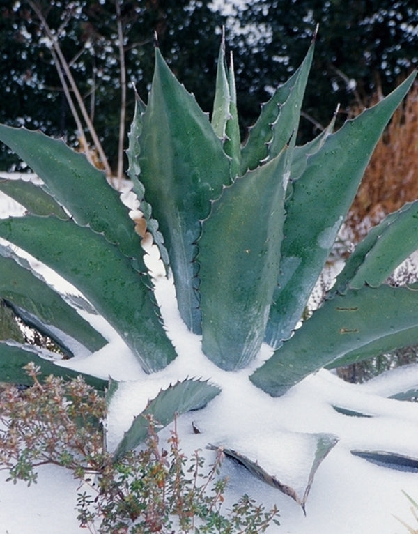 Image of Agave x pseudoferox 'Green Goblet' taken at Juniper Level Botanic Gdn, NC by JLBG