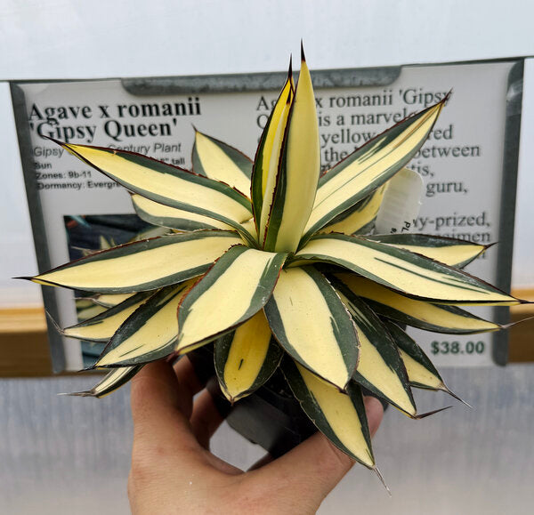 Image of Agave x romanii 'Gipsy Queen'