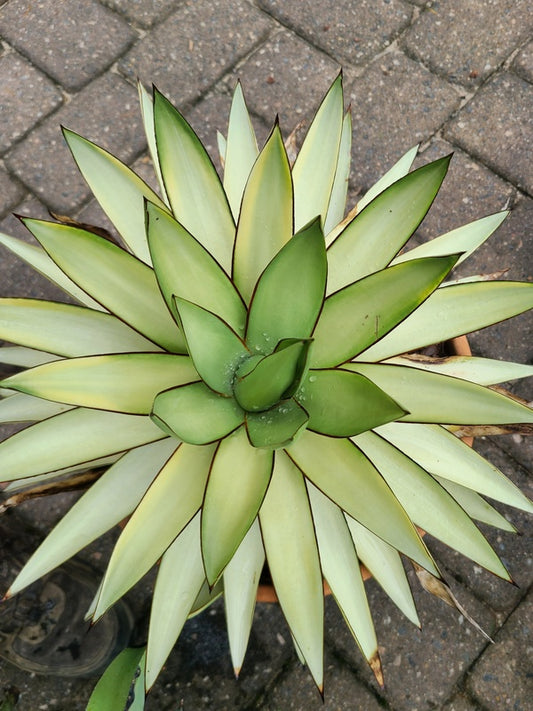 Image of Agave x romanii 'Mostly Ghostly' taken at Juniper Level Botanic Gdn, NC by JLBG