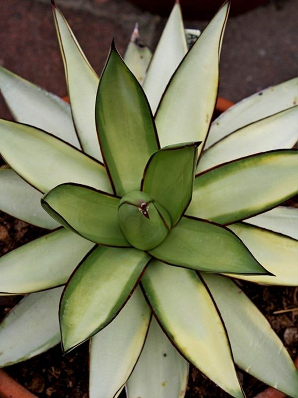 Image of Agave x romanii 'Shadow Dancer'