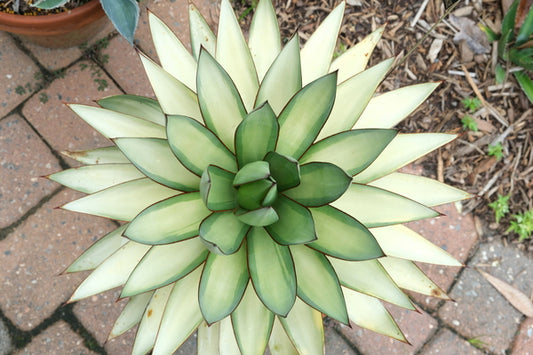 Image of Agave x romanii 'Shadow Dancer' taken at Juniper Level Botanic Gdn, NC by JLBG