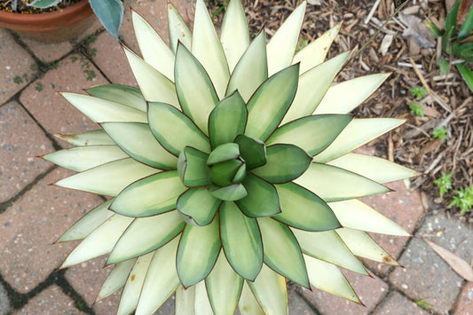 Image of Agave x romanii 'Shadow Dancer' taken at Juniper Level Botanic Gdn, NC by JLBG