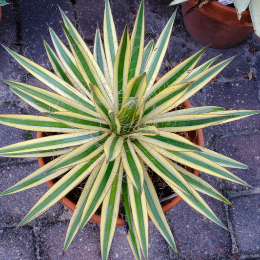 Image of Agave schidigera 'Bright Lights' taken at Juniper Level Botanic Gdn, NC by JLBG