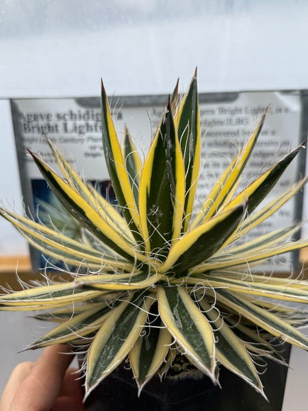 Image of Agave schidigera 'Bright Lights'