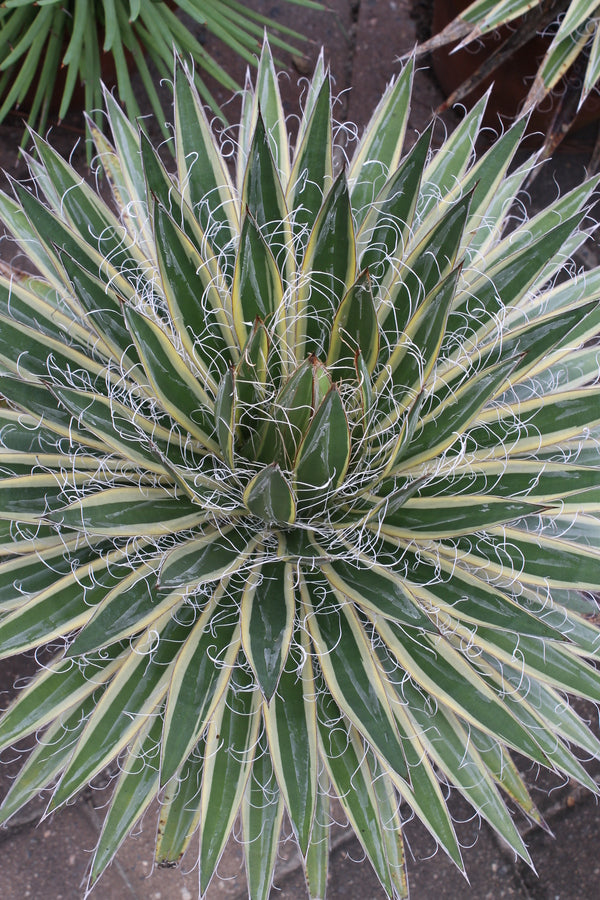 agave filifera compacta Learn about Agave schidigera 'Shiraito no Ōhi' | Queen of White Thread  Century Plant