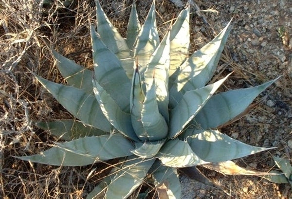 Image of Agave simplex Cunningham Pass, AZ IB159 taken at in situ Pass, AZ by I. Barclay
